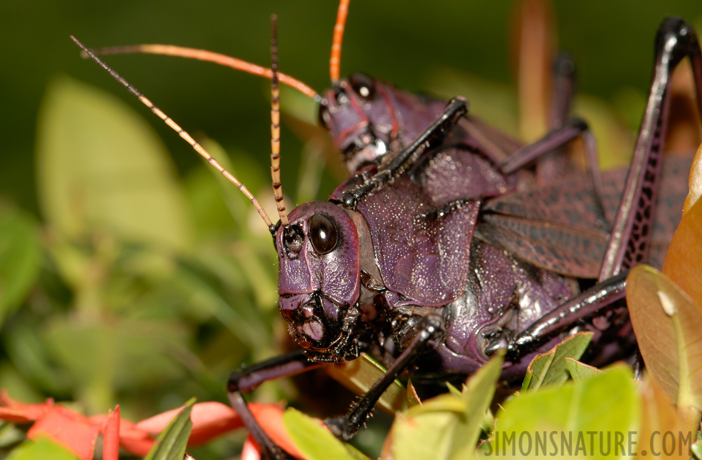 Taeniopoda reticulata [105 mm, 1/60 Sek. bei f / 11, ISO 100]